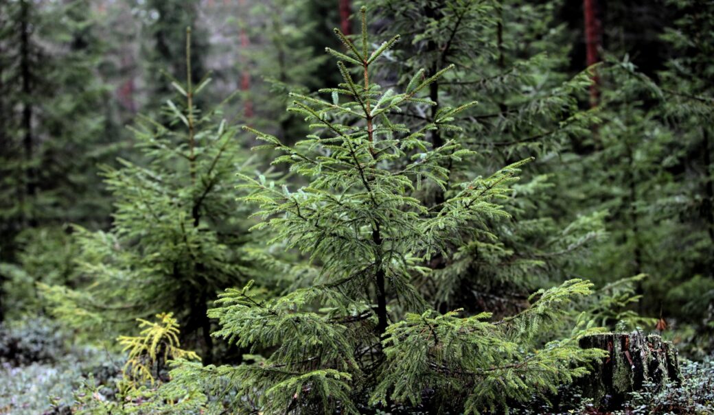 Auf dem Bild ist ein Wald mit Tannenb&auml;umen zusehen.
