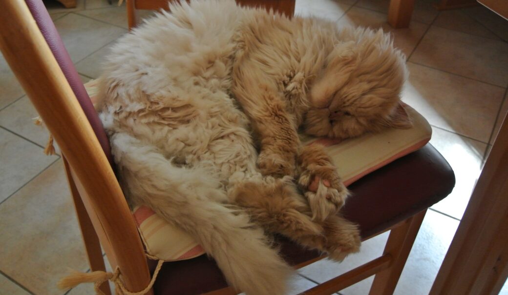 Schlafende Katze auf einem Sessel